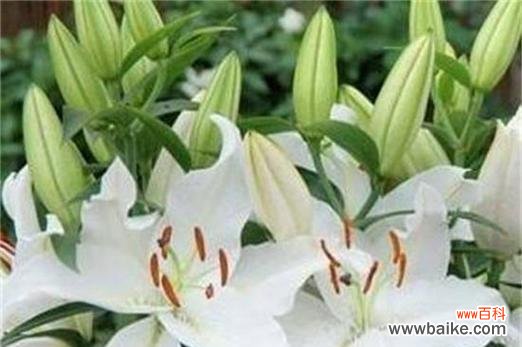 探寻百合花的神秘符号和文化内涵 百合花的象征意义及美丽传说