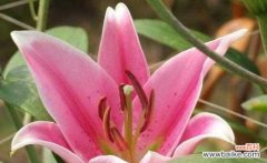 揭开百合花背后的深意 百合花语