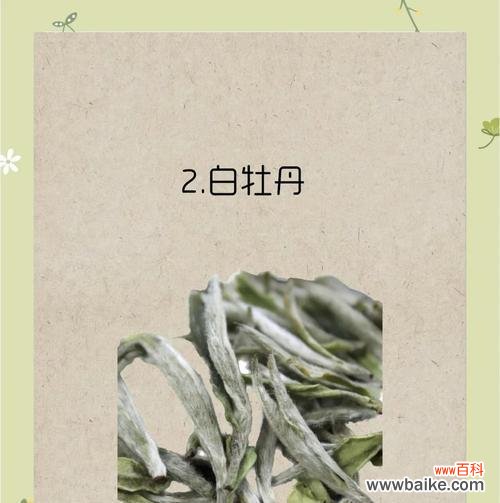 白茶花语代表什么?