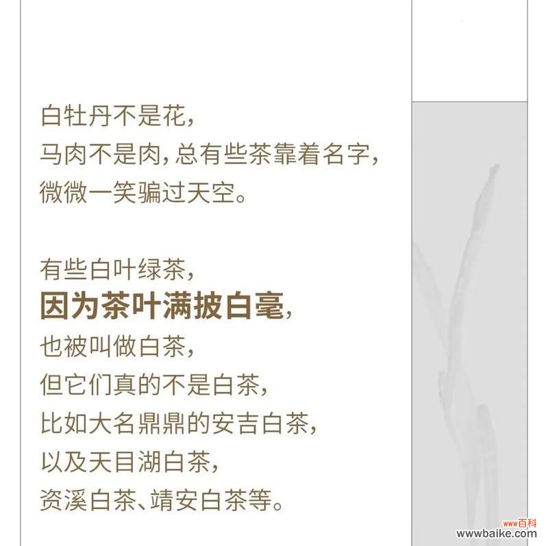 白茶花语代表什么?