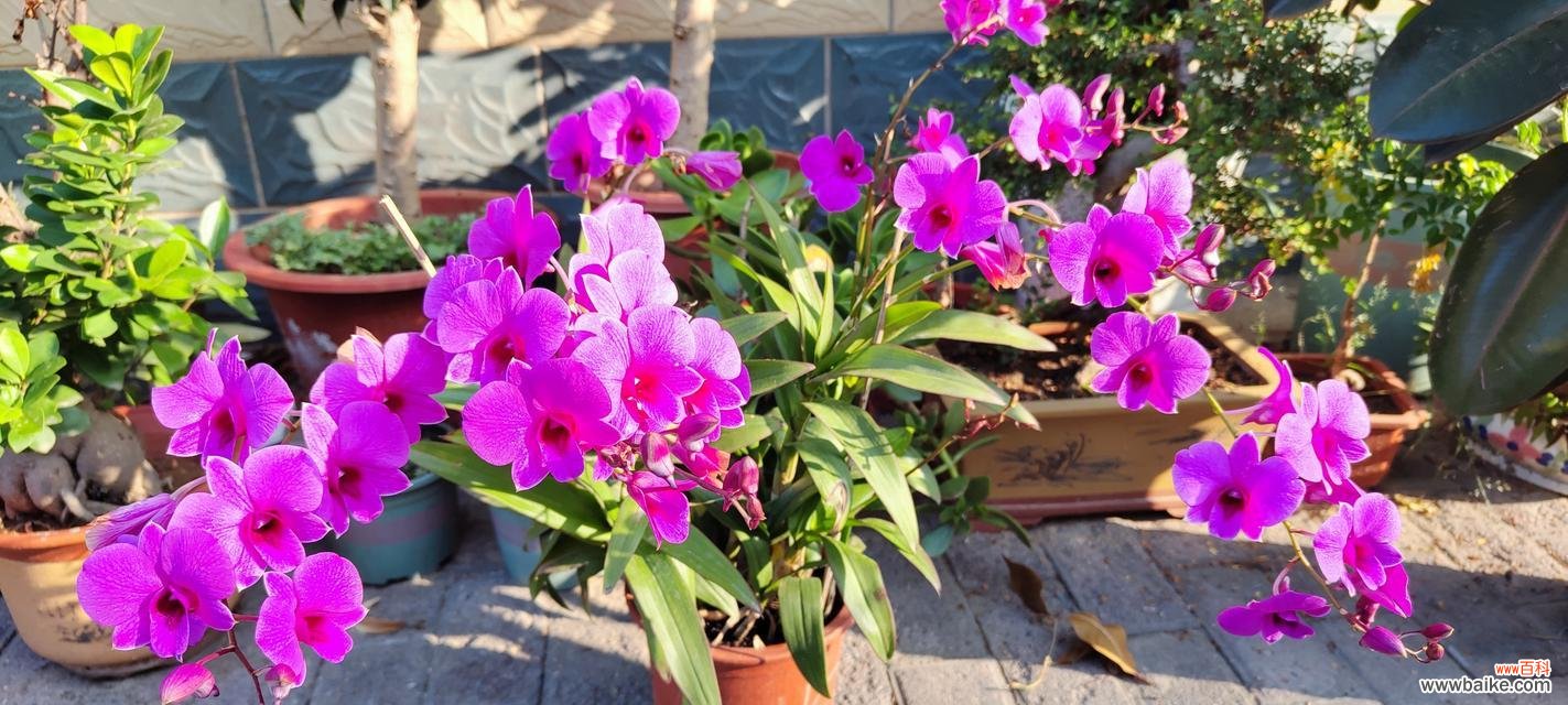 石斛的花语大全及寓意是什么?石斛花语有哪些?