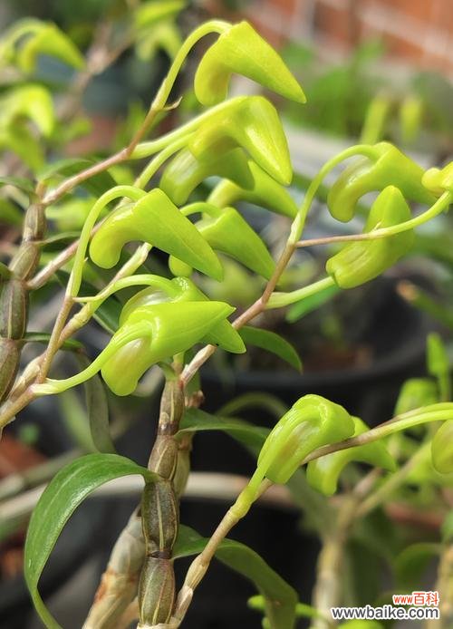 石斛的花语大全及寓意是什么?石斛花语有哪些?