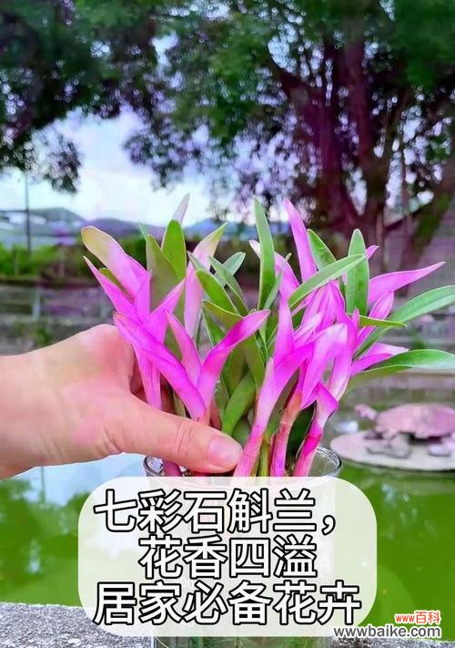 石斛的花语大全及寓意是什么?石斛花语有哪些?