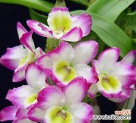 貂蝉是什么兰花的花语和寓意？它象征着什么？