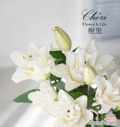 哪种花的花语是白月光？