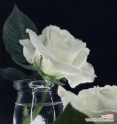 哪种花的花语是白月光？