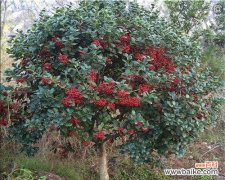 无刺枸骨的花语代表什么？无刺枸骨的花语有哪些？