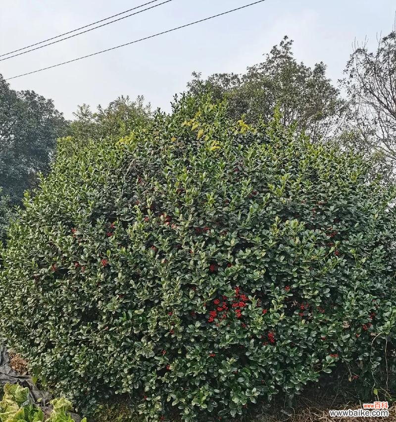 无刺枸骨的花语代表什么？无刺枸骨的花语有哪些？