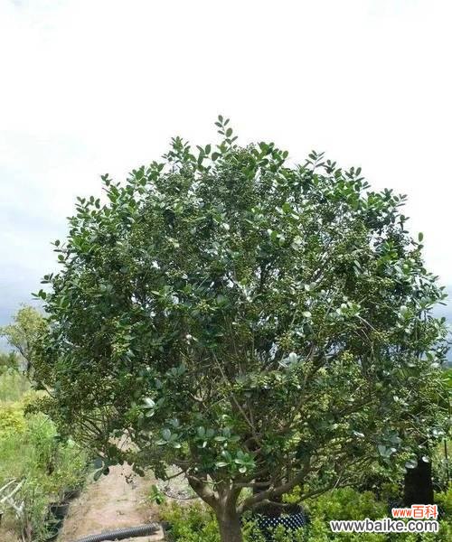 无刺枸骨的花语代表什么？无刺枸骨的花语有哪些？