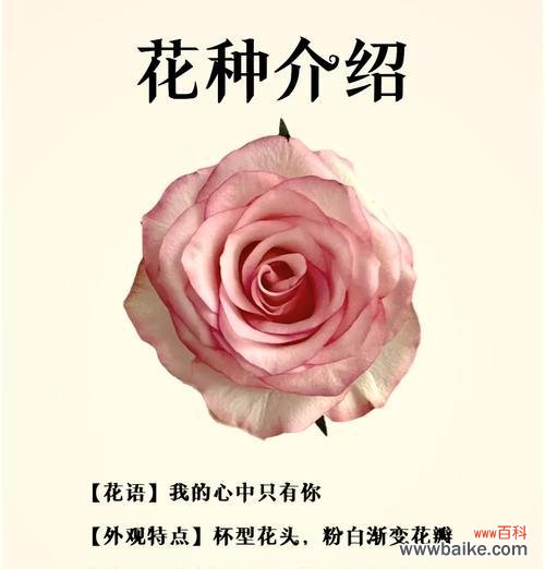 艾莎玫瑰花的花语是什么?它象征着什么?