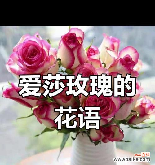 艾莎玫瑰花的花语是什么?它象征着什么?