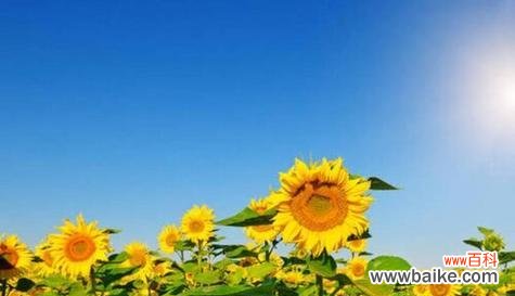 翠星的花语代表什么含义？