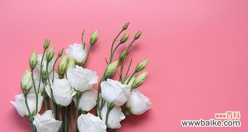 翠星的花语代表什么含义？