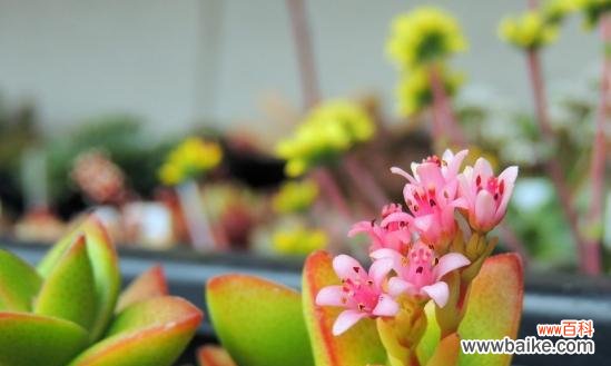 翠星的花语代表什么含义？