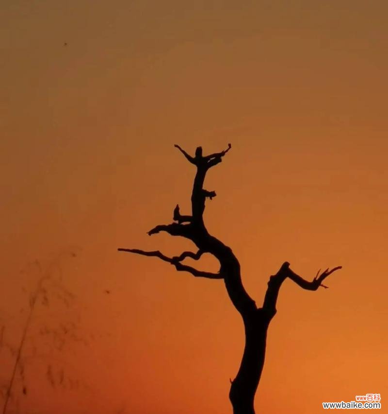 枯树没有花,它的花语又是什么?