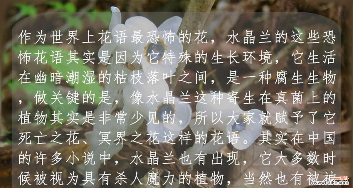 枯树没有花,它的花语又是什么?