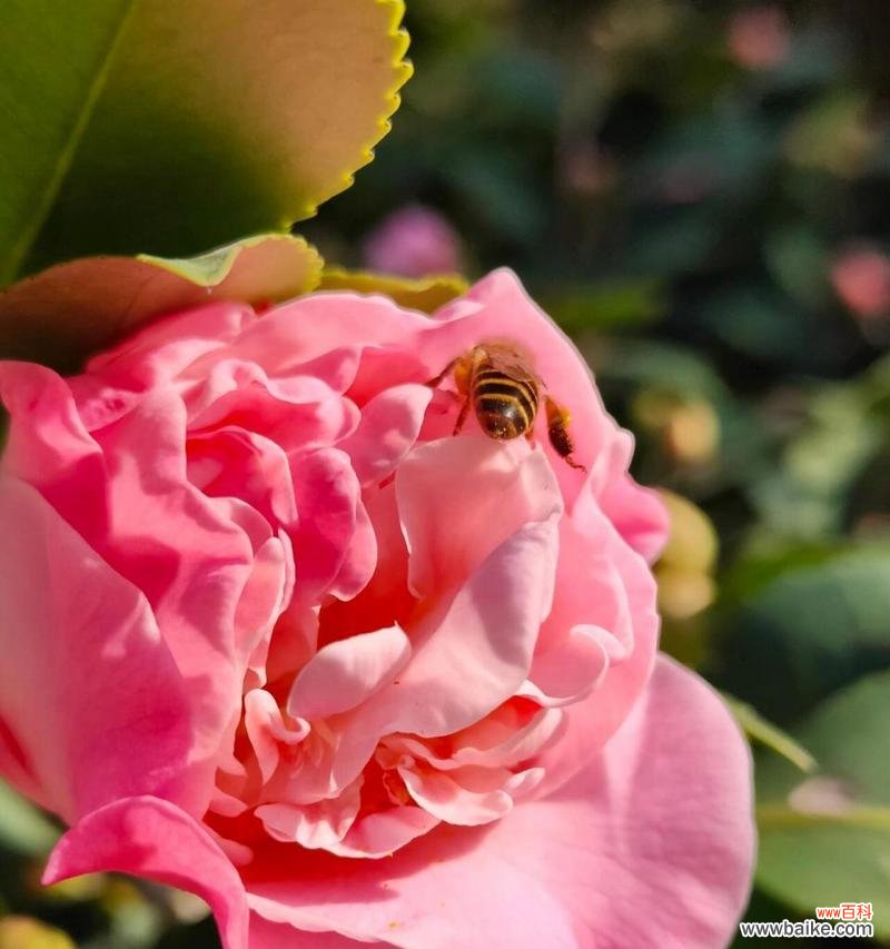 励志的白茶花语是什么意思?白茶花在花语中象征什么?