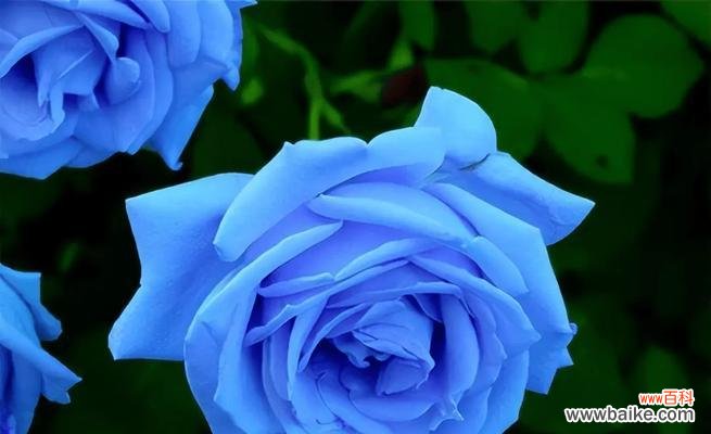 蓝色花象征友情的花语有何深意？