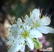 李花的花语象征与寓意是什么？李花代表什么？