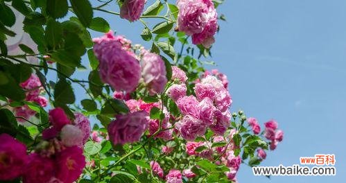 美丽、爱情、纯洁 蔷薇花的象征与寓意