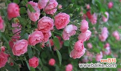 美丽、爱情、纯洁 蔷薇花的象征与寓意