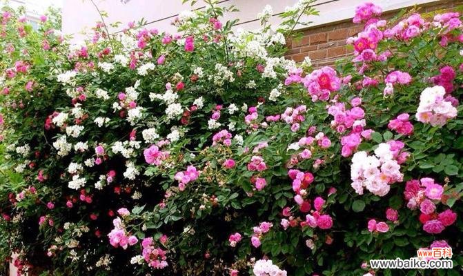 美丽、爱情、纯洁 蔷薇花的象征与寓意