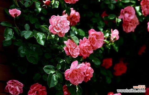 探索蔷薇花背后的美丽秘密 蔷薇花的寓意与象征