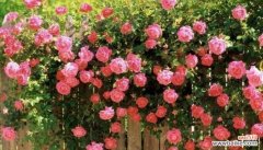 探索蔷薇花背后的美丽秘密 蔷薇花的寓意与象征