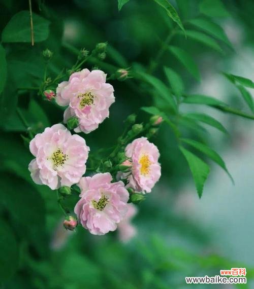 探索蔷薇花背后的美丽秘密 蔷薇花的寓意与象征