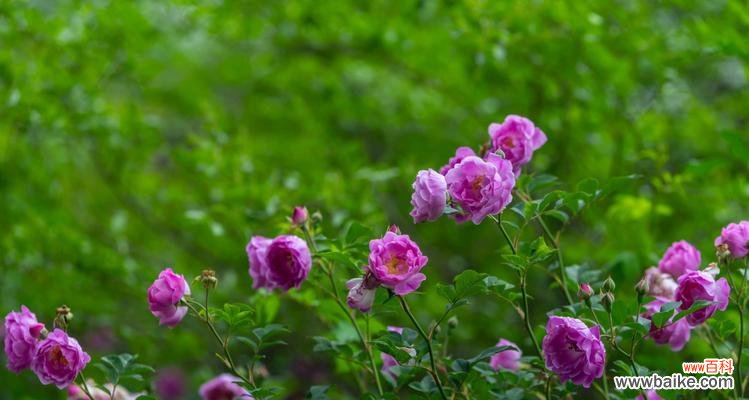 揭示蔷薇花的深层寓意，以及它在文学艺术和传统中的象征意义 蔷薇花的寓意和象征