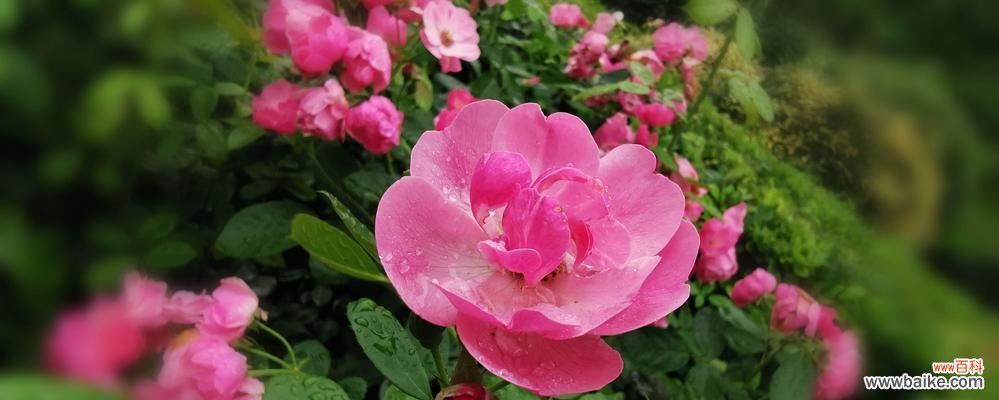 揭示蔷薇花的深层寓意，以及它在文学艺术和传统中的象征意义 蔷薇花的寓意和象征