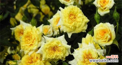 揭示蔷薇花的深层寓意，以及它在文学艺术和传统中的象征意义 蔷薇花的寓意和象征