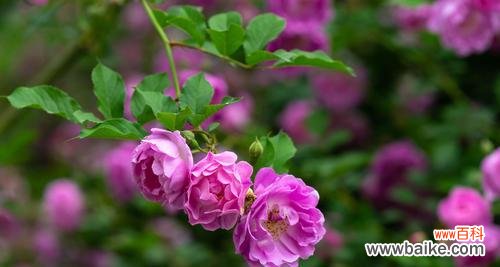 探索蔷薇花的象征意义和魅力 蔷薇花的美丽与寓意