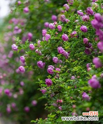 探索蔷薇花的象征意义和魅力 蔷薇花的美丽与寓意