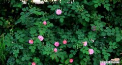 探索蔷薇花的象征意义和魅力 蔷薇花的美丽与寓意