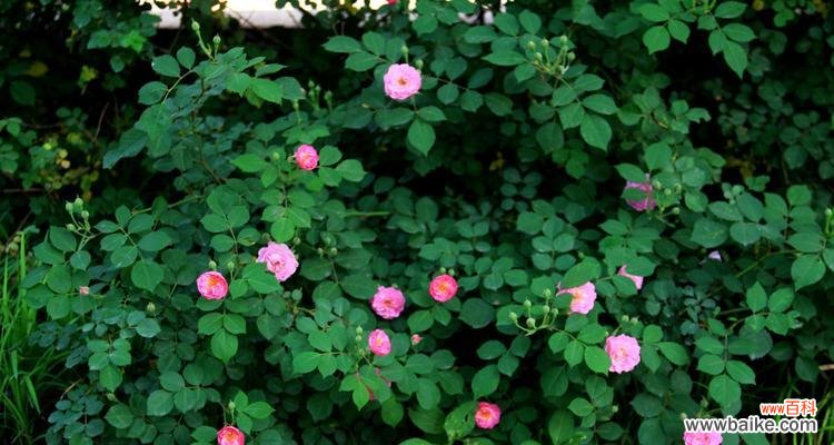 探索蔷薇花的象征意义和魅力 蔷薇花的美丽与寓意