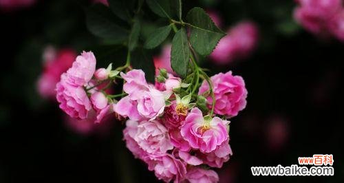 揭秘蔷薇花的不同花语,了解它的含义及文化背景 蔷薇花的花语与含义