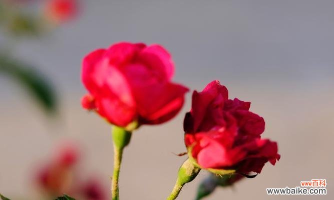 揭示蔷薇花所传达的信息与象征意义 蔷薇花的花语与寓意