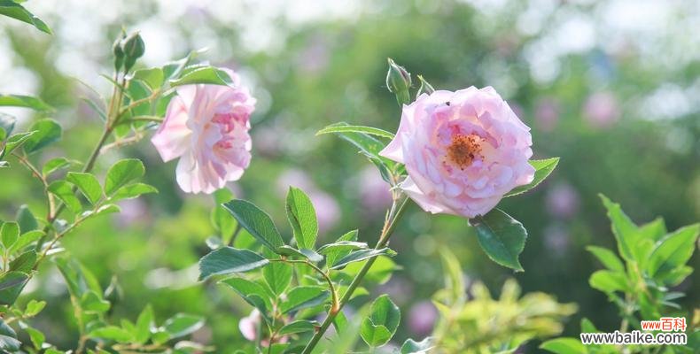 红色花海中的圣诞节祝福 圣诞蔷薇花