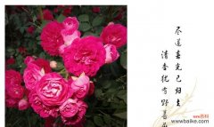 探索蔷薇花的花语，感受花语的情感 蔷薇花语