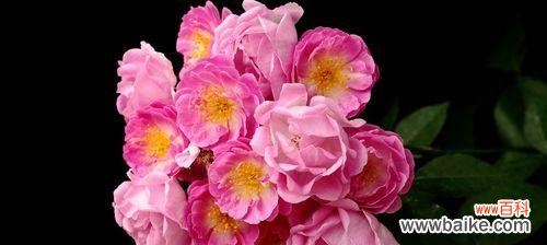 探索蔷薇花的花语,感受花语的情感 蔷薇花语