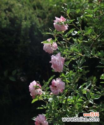 探索蔷薇花语的深刻含义 蔷薇花语