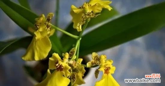 探索青柠花语的意义与传递美好祝福的方式 青柠花语