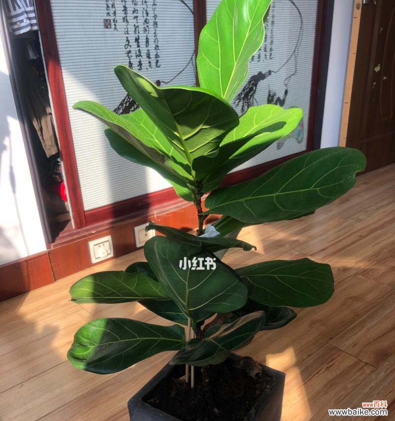 探索琴叶榕的象征意义和内涵 以琴叶榕的寓意是什么