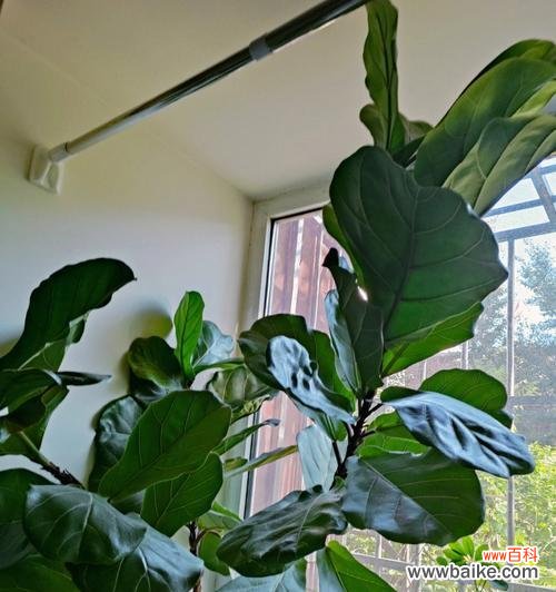 探索琴叶榕的象征意义和内涵 以琴叶榕的寓意是什么