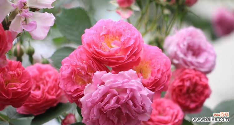 探寻蔷薇花的多重意义 蔷薇花的寓意与象征