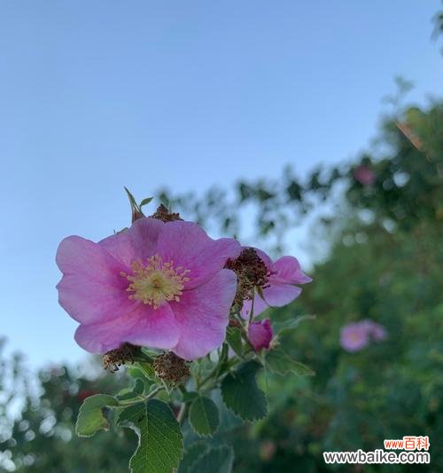 探寻蔷薇花的多重意义 蔷薇花的寓意与象征