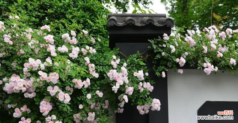 探索蔷薇花的花语文化 蔷薇花的美丽与含义