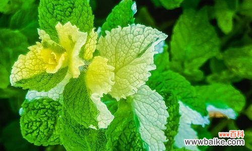 探索薄荷的花语与寓意 薄荷花语