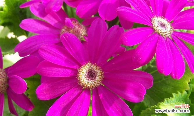 探寻报春花在文化中的多重寓意 报春花